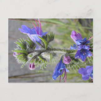 Carte Postale Vipérine