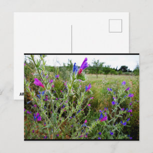 Carte Postale Vipérine pourpre, Echium Plant