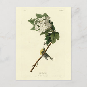 Carte Postale Vireo à gorge jaune, Audubon Birds of America