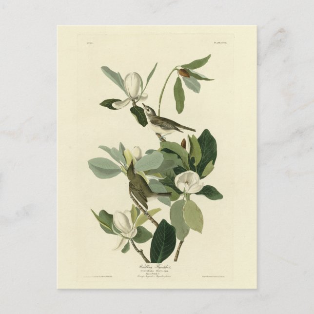 Carte Postale Vireo Audubon Birds of America (Devant)