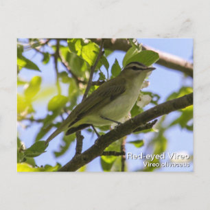 Carte Postale Vireo aux yeux rouges