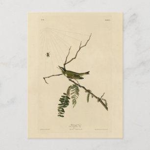 Carte Postale Vireo aux yeux rouges d'Audubon's Birds of America
