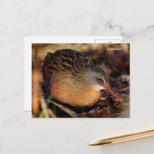 Carte Postale Virginia Rail Waterbird en Sous-brosse