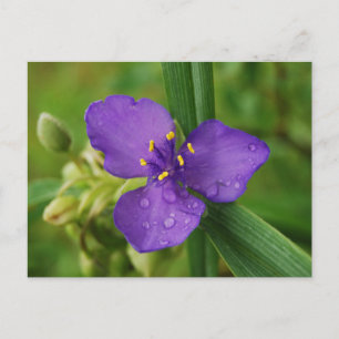 Carte postale Virginia Spiderwort