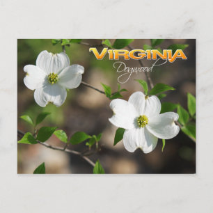 Carte Postale Virginia State Flower : Bois de chien