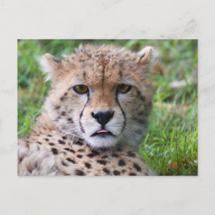 Carte Postale Visage de bébé guépard mignon de près