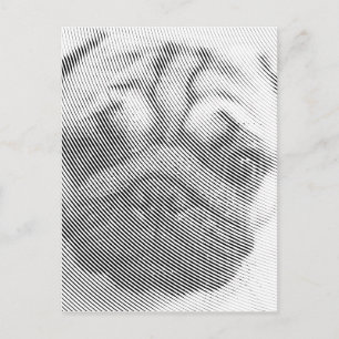 Carte Postale Visage de Carlin
