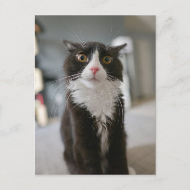 Carte Postale Visage de chat drôle (Devant)