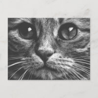 Visage de chat Yeux noir et blanc mignon photo