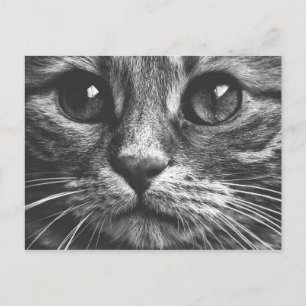 Carte Postale Visage de chat Yeux noir et blanc mignon photo