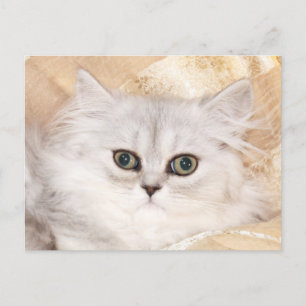 Carte Postale visage de chaton persan