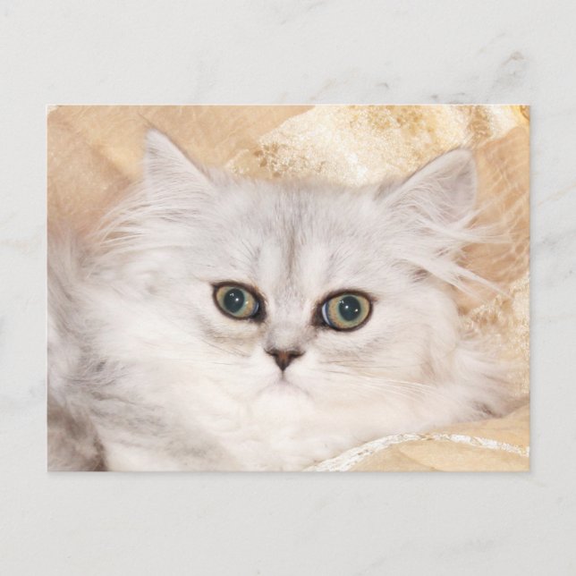 Carte Postale visage de chaton persan (Devant)