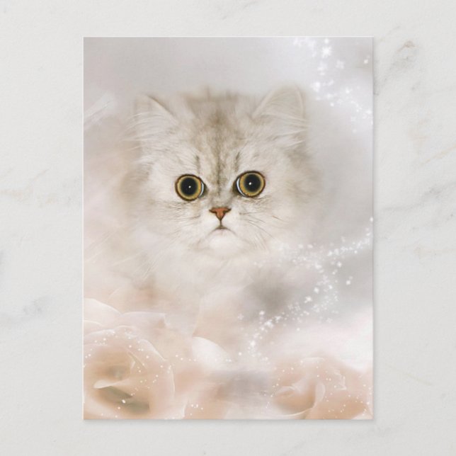 Carte Postale visage de chaton persan (Devant)