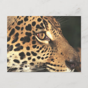 Carte Postale Visage de Cheetah