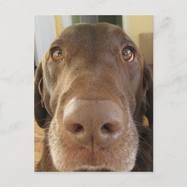 Carte Postale visage de chocolat labrador (Devant)
