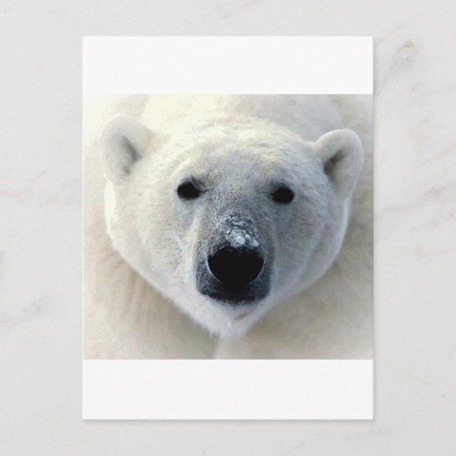 Carte Postale Visage de l'ours polaire (Devant)