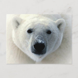 Carte Postale Visage de l'ours polaire