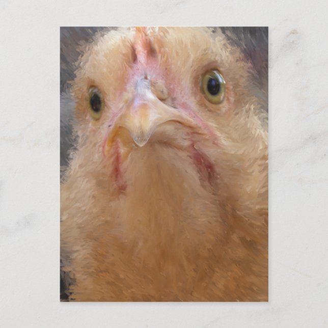 Carte Postale Visage de poulet (Devant)