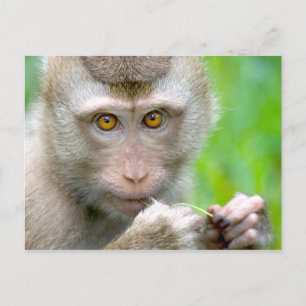 Carte Postale Visage de singe bébé