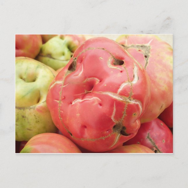 Carte Postale Visage de tomate (Devant)