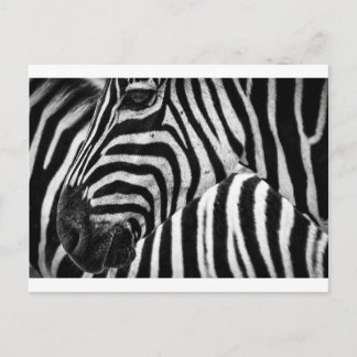 Carte Postale Visage Zebra
