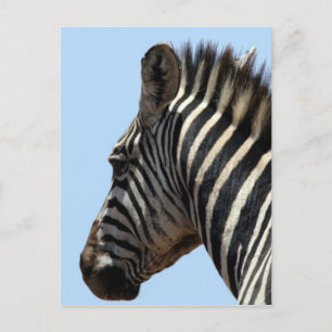 Carte Postale visage zèbre