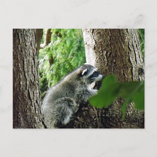 Carte Postale Visiteur inattendu, #6 (Devant)