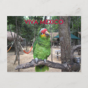 Carte Postale Viva Mexico