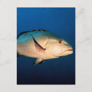 Carte Postale Vivaneau de deux taches