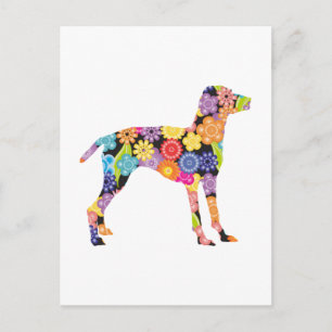 Carte Postale Vizsla