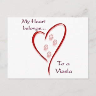 Carte Postale Vizsla Coeur Appartient