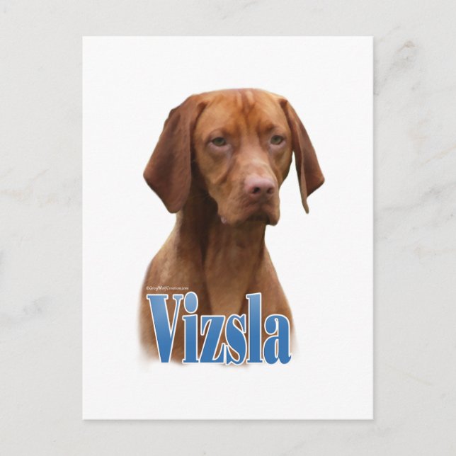 Carte Postale Vizsla; Vizsla race de chien; Vizsla race; Vizsla  (Devant)
