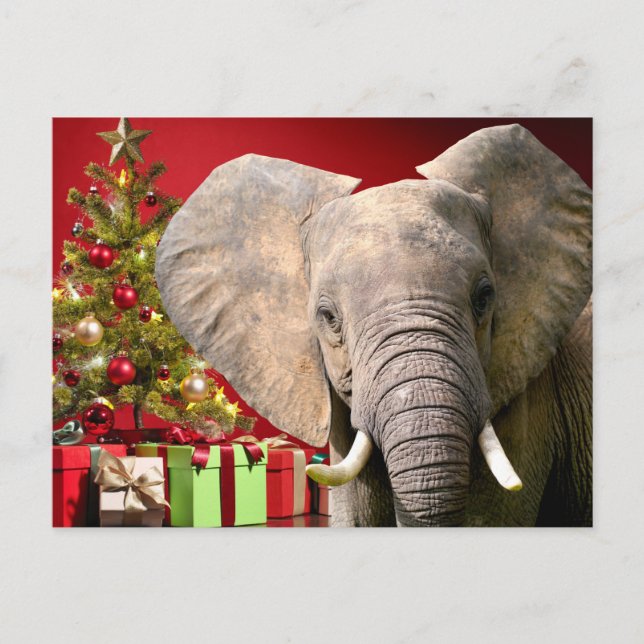 Carte Postale Voeux de Noël éléphant (Devant)