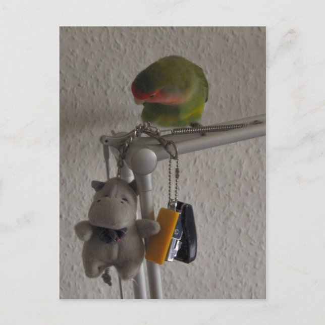 Carte Postale Vogel (Devant)