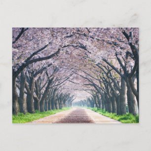 Carte Postale Voie Cherry Blossom