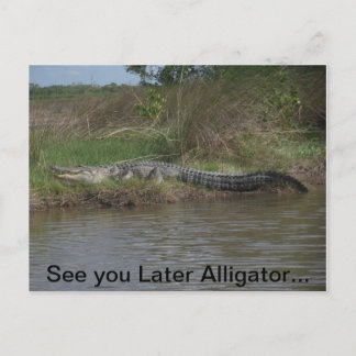 Carte Postale Voir plus tard Alligator