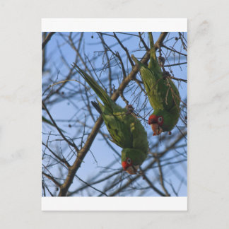 Carte Postale Voisins bruyants