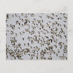 Carte Postale Vol de oies sauvages