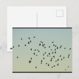 Carte Postale Vol des Pigeons