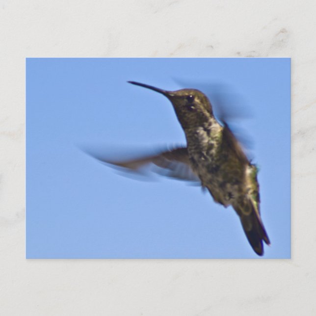 Carte Postale Vol du colibri (Devant)
