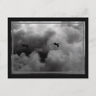 Carte Postale Vol Pélican