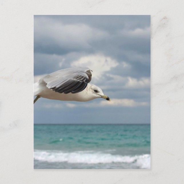 Carte Postale Vol Seagull (Devant)