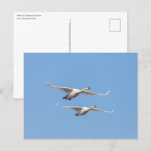 Carte Postale Vol Swans Nature Photo