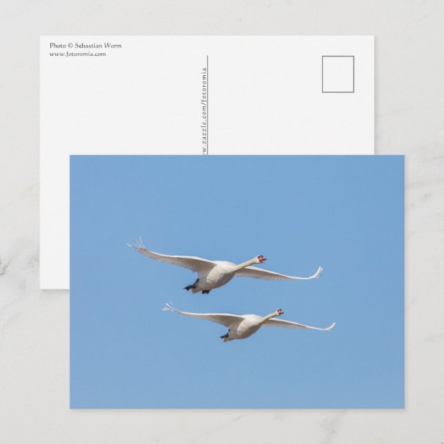Carte Postale Vol Swans Nature Photo (Devant / Derrière)