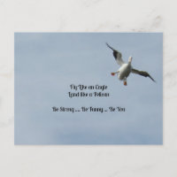 Voler comme un aigle, Terre comme un pélican - Drô