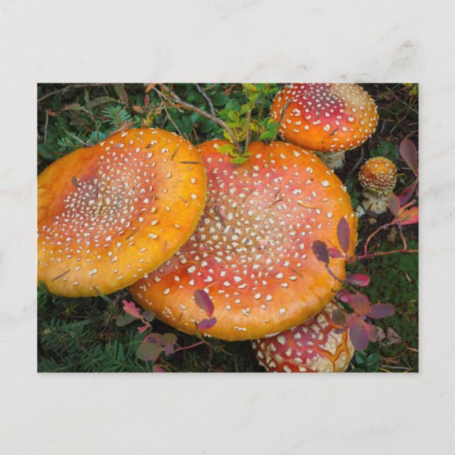 Carte Postale Voler des champignons agariques au lac Mowich (Devant)