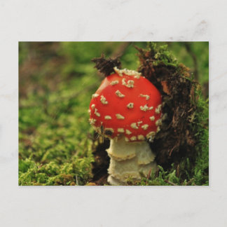 Carte Postale Voler l'ail