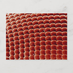 Carte Postale Voler - oeil