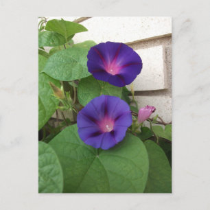 Carte Postale Volubilis violets grimpant sur un mur de briques c