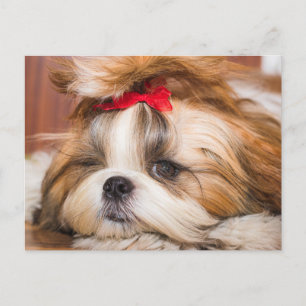 Carte Postale Votre chiot chien animal de compagnie photo person